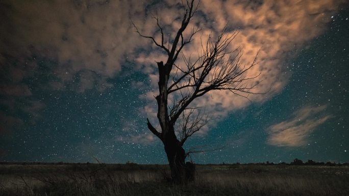 星空和星系背景上的剪影树。移动银河系的时间流逝。