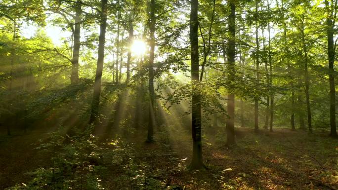 美丽的早晨在森林里