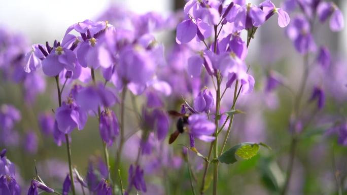 大自然花朵紫藤花 蜜蜂忙碌采蜜 高帧率
