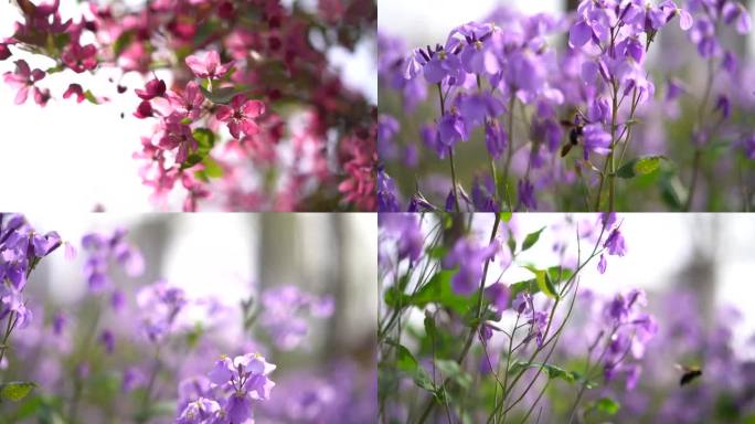 大自然花朵紫藤花 蜜蜂忙碌采蜜 高帧率