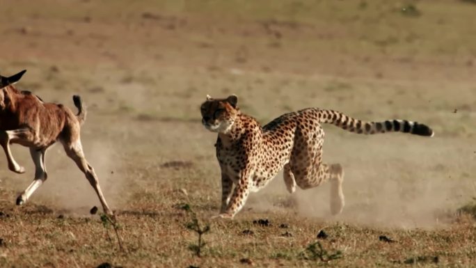 猎豹追踪猎物慢动作的惊人镜头特写