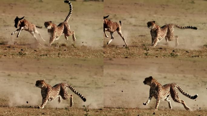 猎豹追踪猎物慢动作的惊人镜头特写