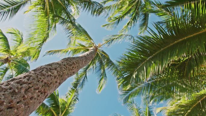 垂直社交媒体夏季镜头热带椰子树摇曳风
