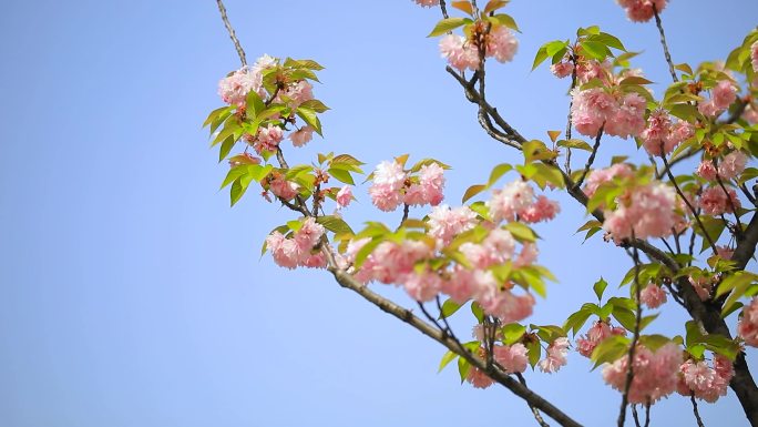 南京玄武湖花草树木3