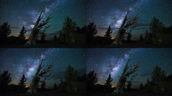 延时视频银河系在树线上移动。夜班从晚上到白天。星夜，天空背景上的夜空星星。星空背景上的干燥树