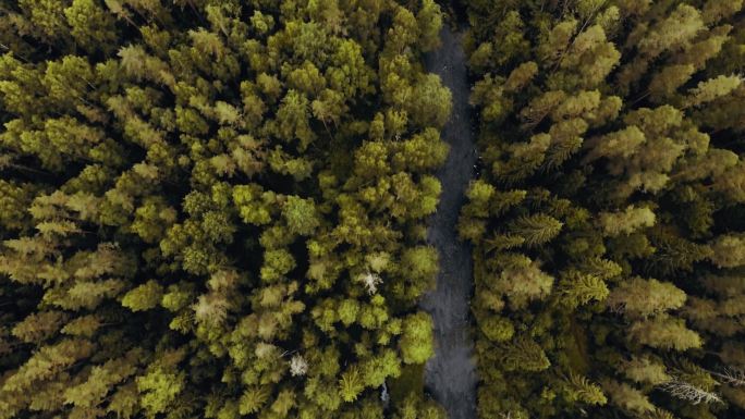 秋天,空中俯瞰森林中的河流. 无人机在树梢上空盘旋，分辨率的自然背景