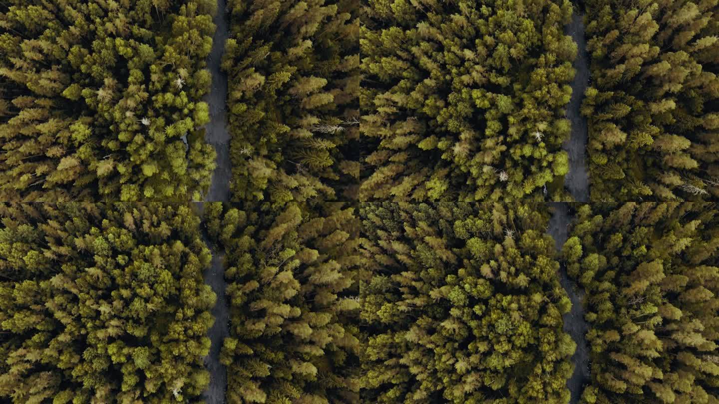 秋天,空中俯瞰森林中的河流. 无人机在树梢上空盘旋，分辨率的自然背景