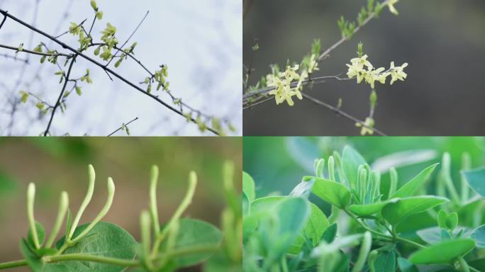 金银花连翘植物产地开花中药材种植基地