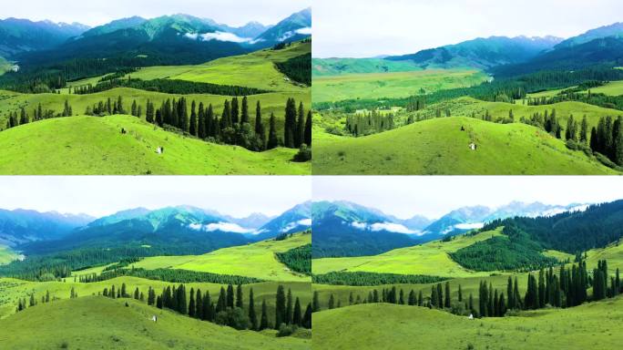 新疆恰西大草原