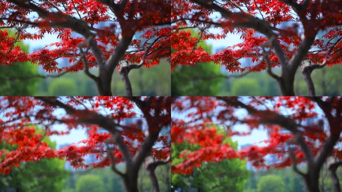 红枫树、枫叶