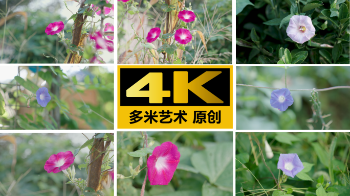 牵牛花精选4K素材