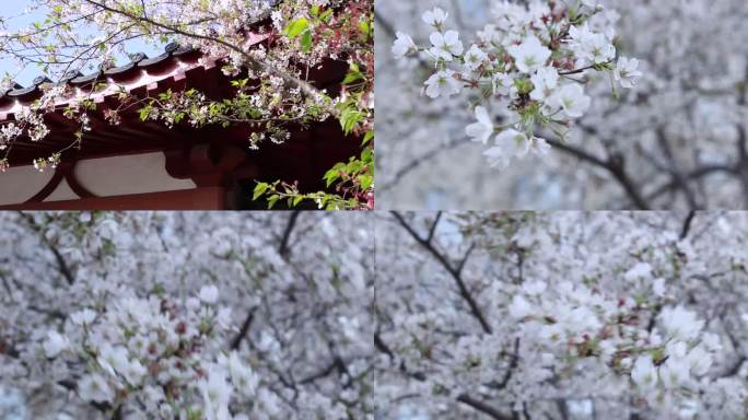 古寺廊檐白粉樱花春日花朵