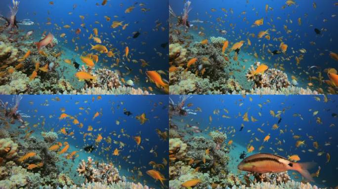 海洋生物及狮子鱼