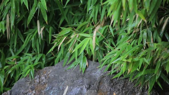 夏季雨季雨景古风植物竹子紫叶李雨打树叶