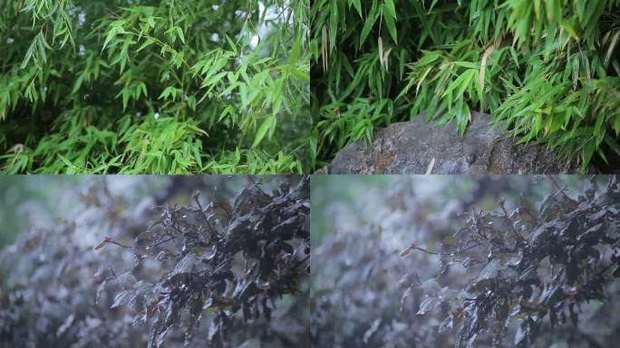 夏季雨季雨景古风植物竹子紫叶李雨打树叶