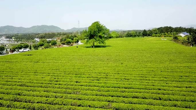 航拍金井茶场（三）