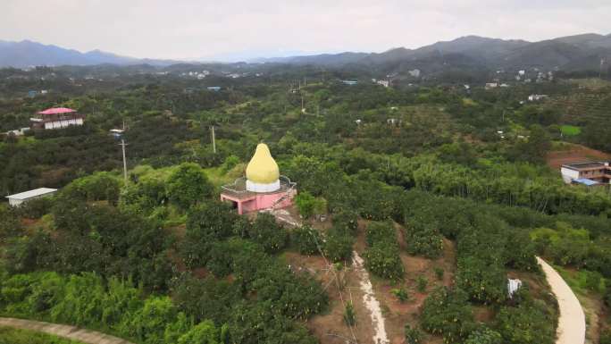广西容县沙田柚基地航拍