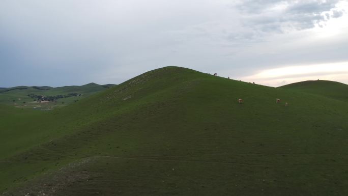 内蒙古草原夕阳山坡牛群