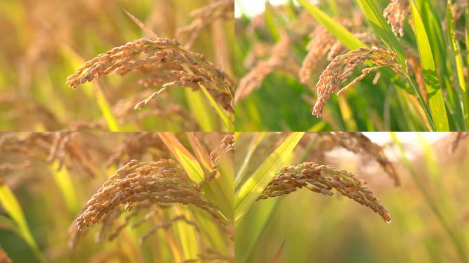 秋天成熟的水稻
