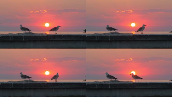 海上海鸥与日落背景