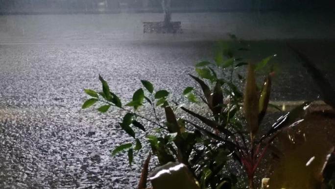 雨丝雨夜下雨绿叶倾盆瓢泼大雨 植物雨滴