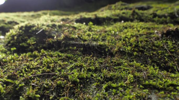 S7安徽省黄山市齐云山雨后青苔特写