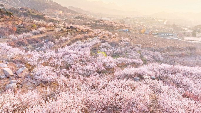 4K航拍昆嵛山脚下樱花谷唯美北方樱花合集