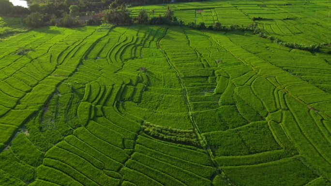 清晨空中无人驾驶飞机俯瞰稻田.印度尼西亚巴厘，2020年