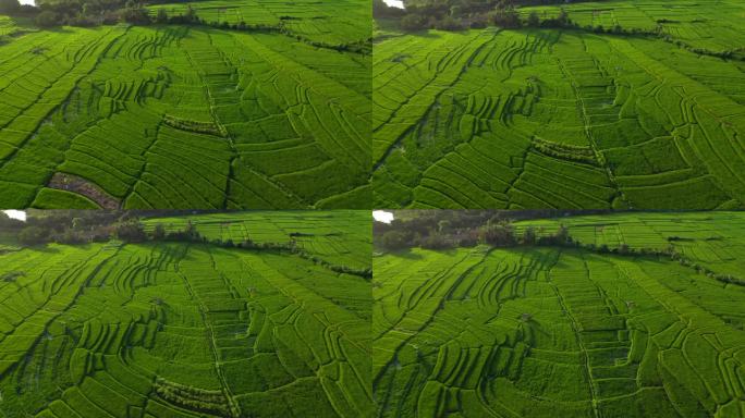 清晨空中无人驾驶飞机俯瞰稻田.印度尼西亚巴厘，2020年