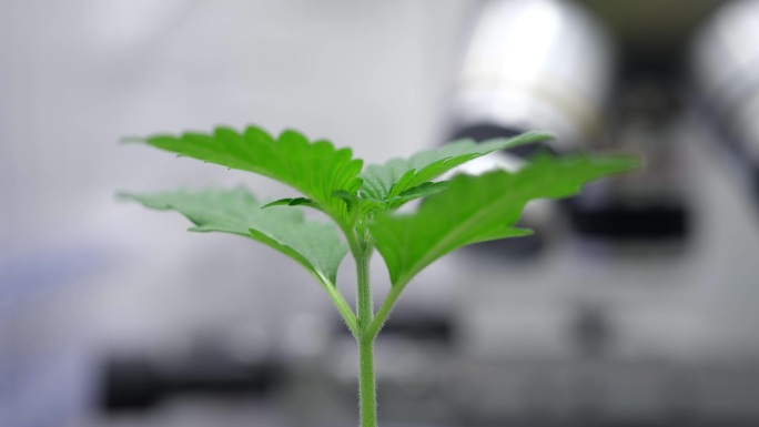 绿色植物发芽生长在实验室显微镜前特写电影慢动作。基因工程概念