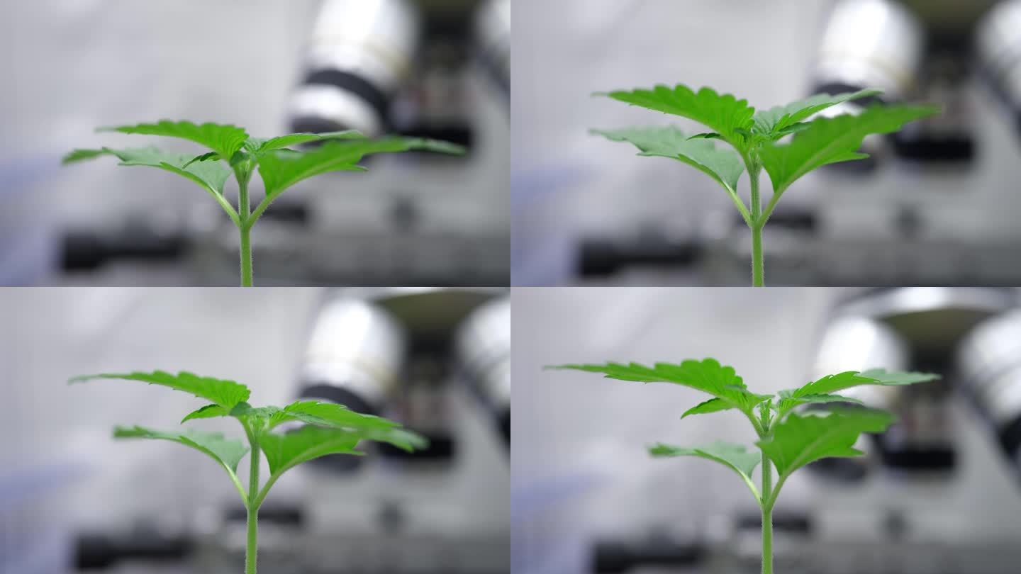 绿色植物发芽生长在实验室显微镜前特写电影慢动作。基因工程概念