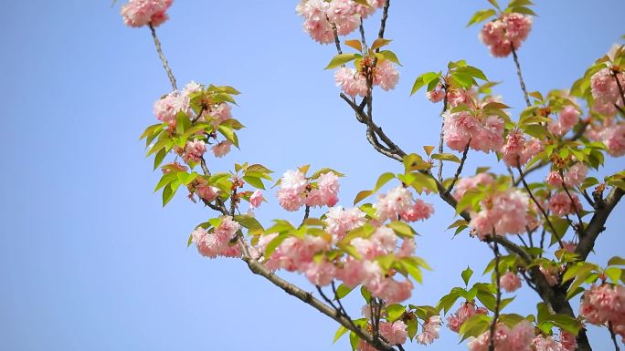 南京玄武湖花草树木4