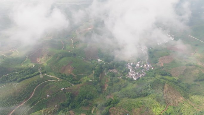 云雾阳光下的百色田东芒果种植基地 4k