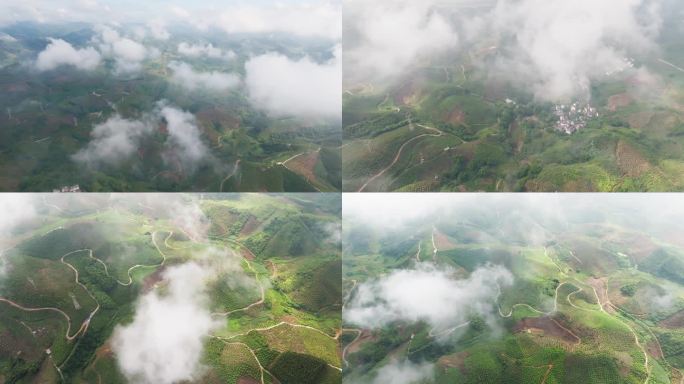 云雾阳光下的百色田东芒果种植基地 4k