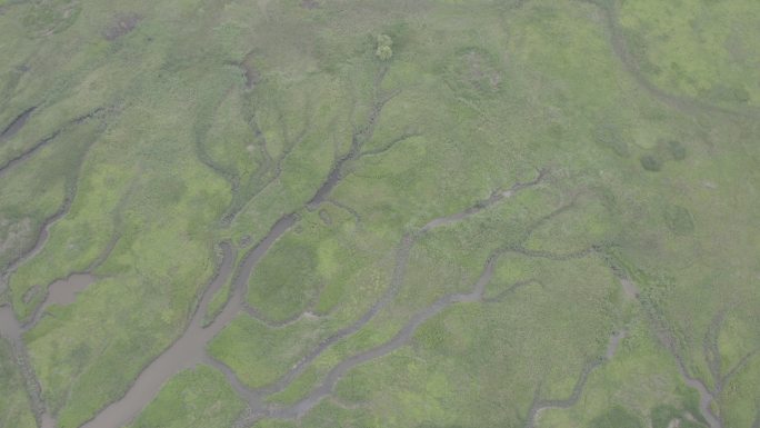 4K-Log-上海青草沙水库湿地潮汐树