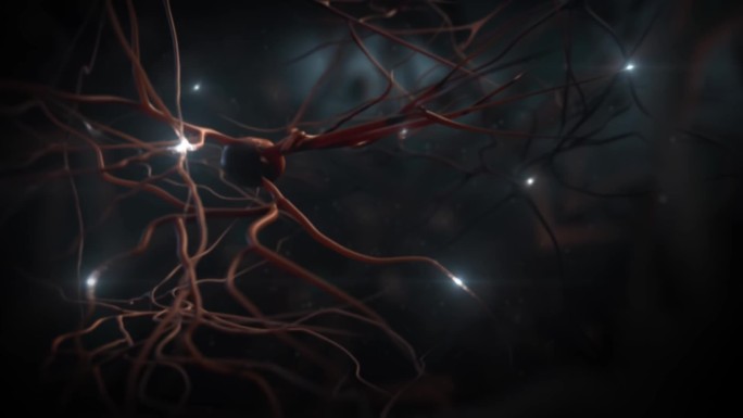 在海马神经元中，谷氨酸2可以调节突触活动和神经递质释放.