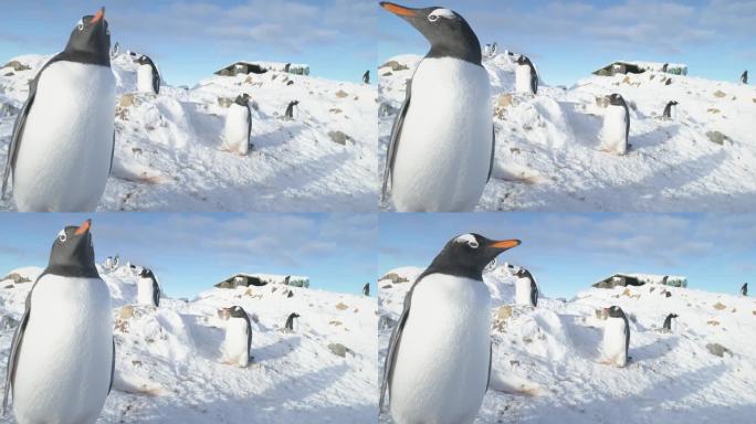 gentoo企鹅南极鸟类特写镜头