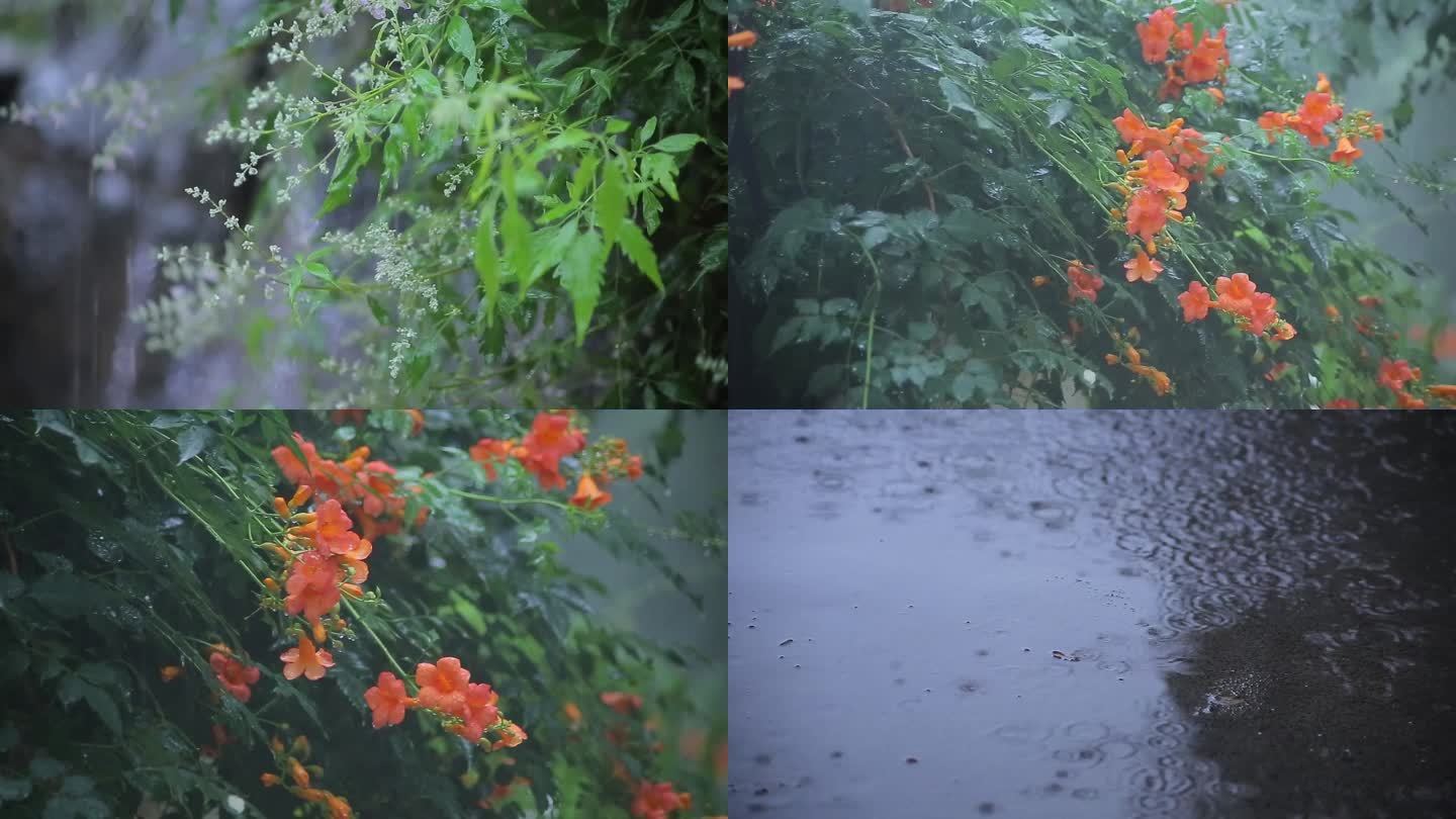 雨中凌霄合欢花水波水痕下雨雨景雨水植物