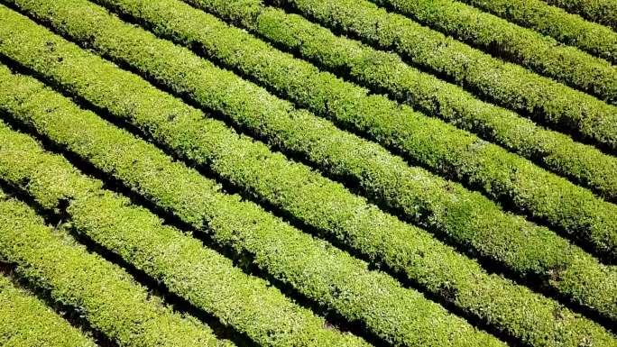 航拍金井茶场（五）