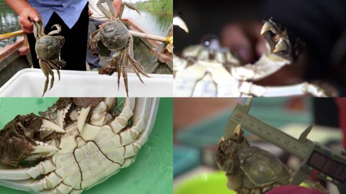 大闸蟹收获 教你如何分辨公母 挑选肥螃蟹