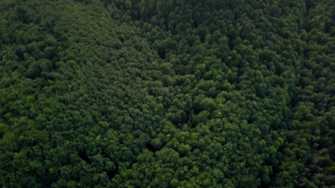 空中绿色森林。喀尔巴阡山山脉