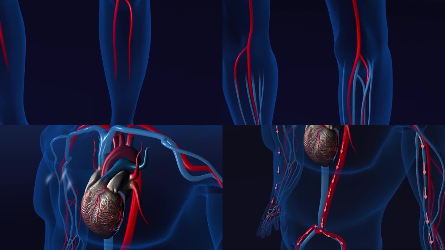 人体心脏和血液静脉发光筛选科学解剖