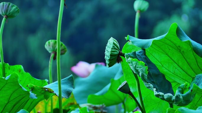 池塘里的荷花