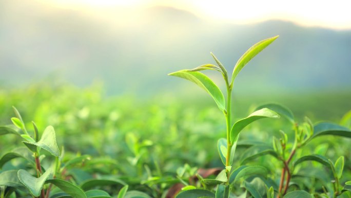 阳光照射在新鲜的绿茶叶上,随风飘扬.脱焦背景下的有机种植作物