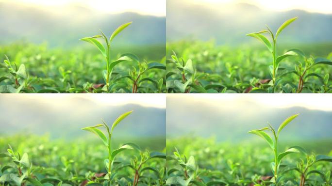 阳光照射在新鲜的绿茶叶上,随风飘扬.脱焦背景下的有机种植作物