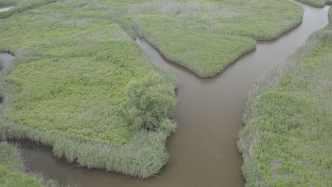 4K-Log-上海青草沙水库江心洲湿地