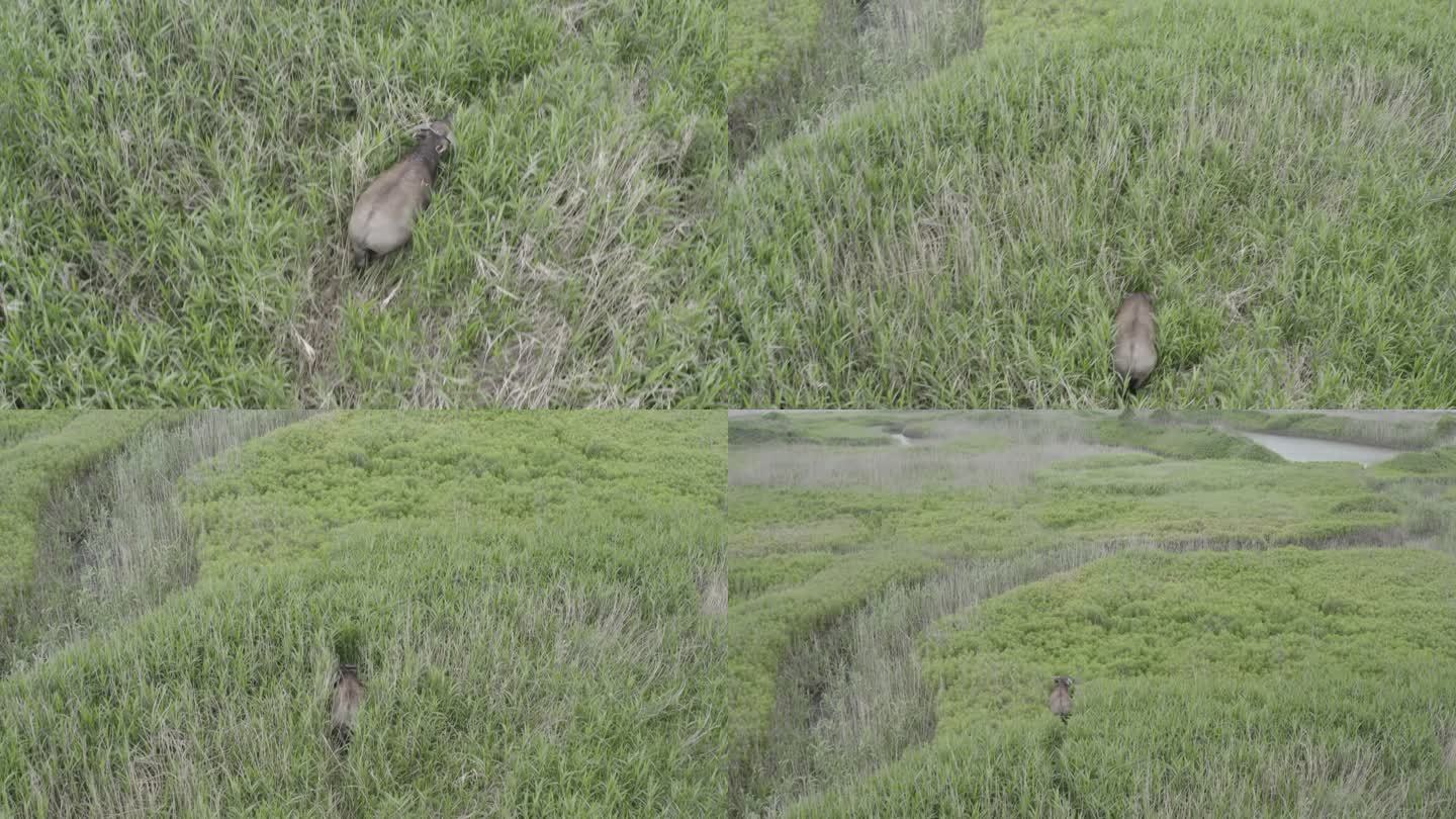 4K-Log-上海崇明湿地上的牛