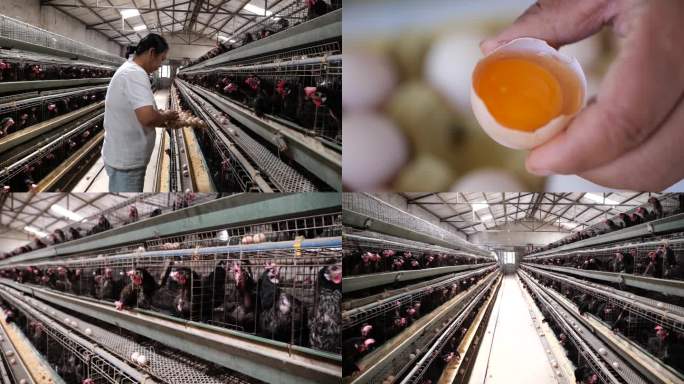 农家养鸡场生态鸡蛋