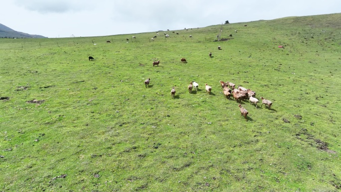 草原羊群