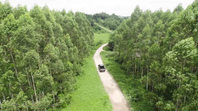 一辆皮卡车辆穿梭在森林中